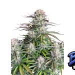 Fast Buds Blueberry Auto Hanfsamen