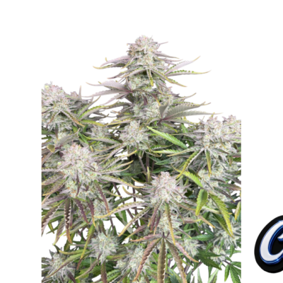 Fast Buds Cinderella Auto Hanfsamen