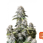 Fast Buds Orange Sherbet FF Hanfsamen