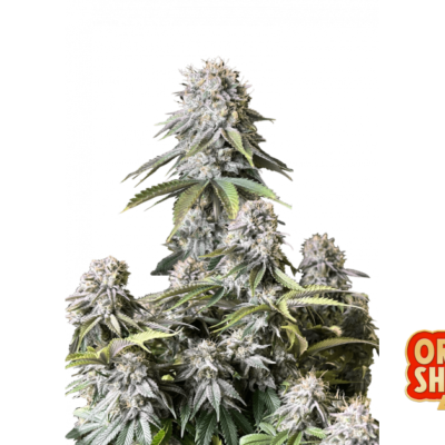 Fast Buds Orange Sherbet FF Hanfsamen