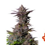 Fast Buds Tropicana Cookies FF Hanfsamen