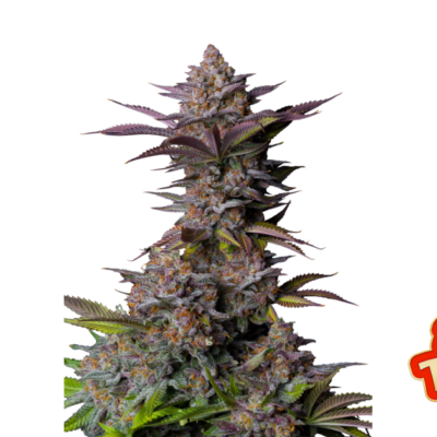 Fast Buds Tropicana Cookies FF Hanfsamen