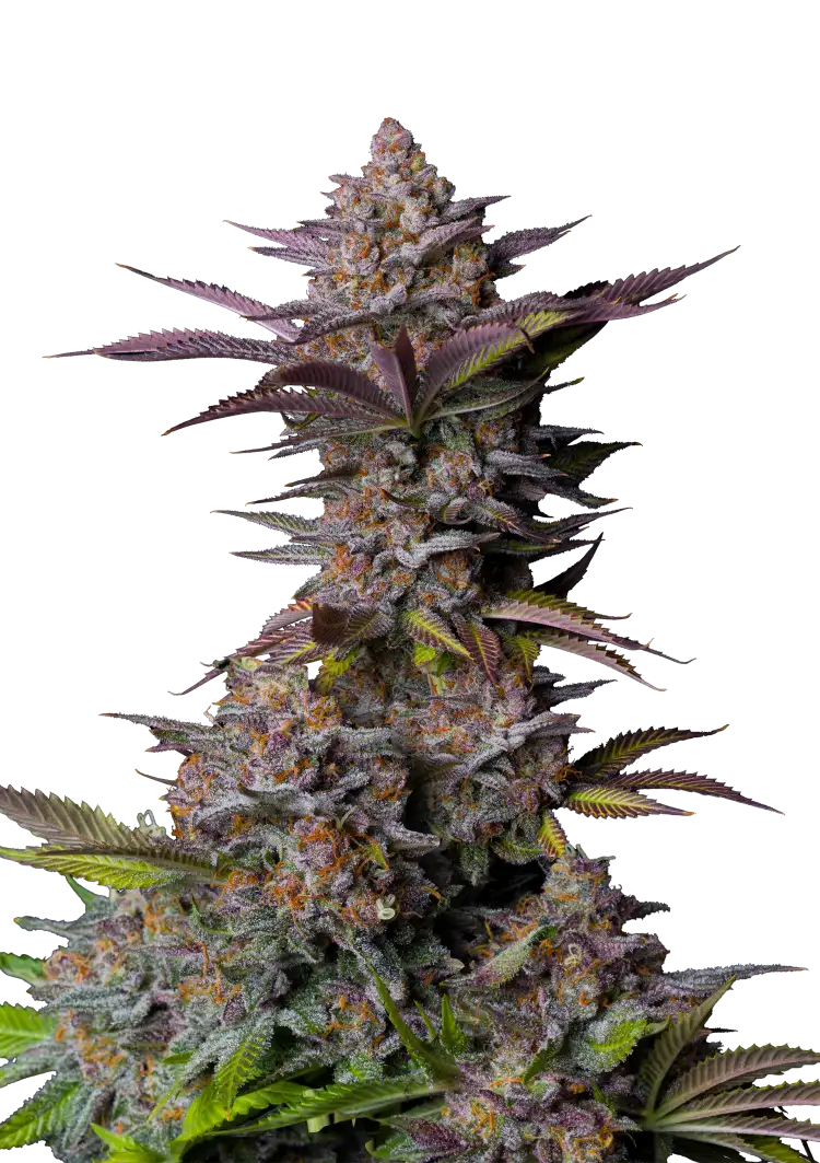 Fast Buds Tropicana Cookies FF Hanfsamen – Bild 2