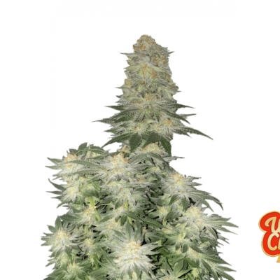 Fast Buds Wedding Cheesecake FF Hanfsamen
