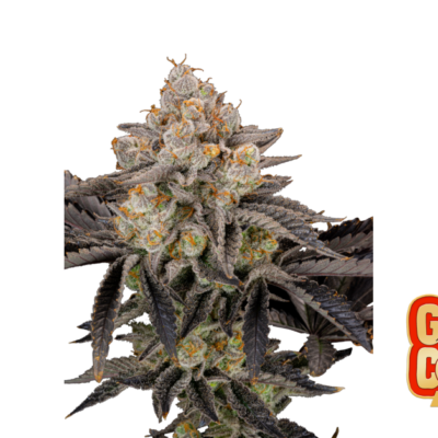 Fast Buds Gorilla Cookies FF Hanfsamen