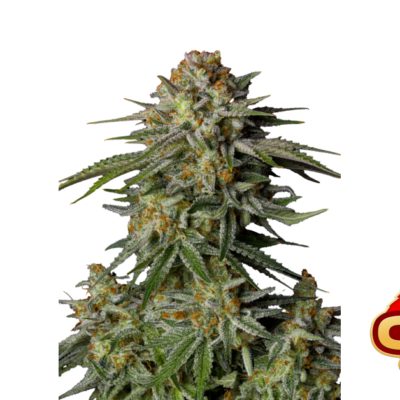 Fast Buds GG4 Sherbet FF Hanfsamen