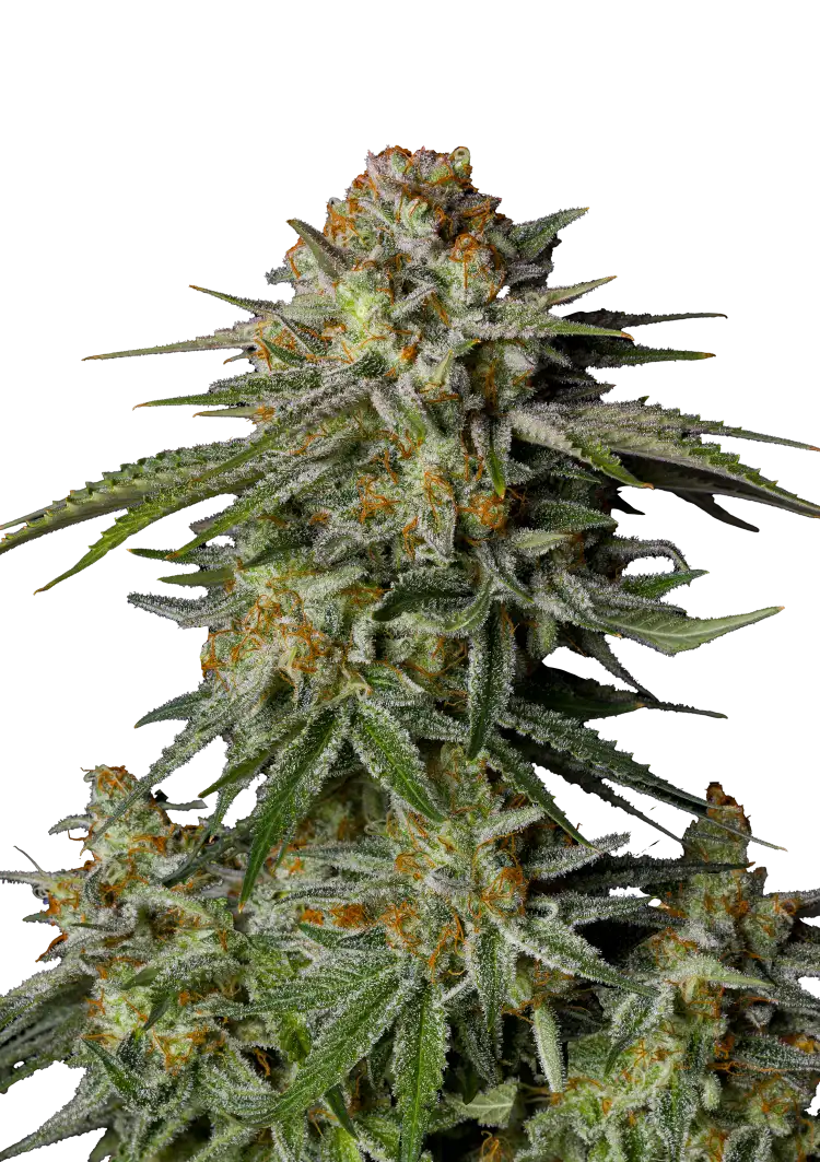 Fast Buds GG4 Sherbet FF Hanfsamen – Bild 2