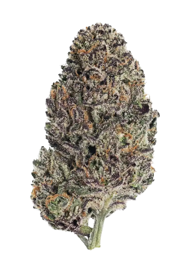 Fast Buds Lemon Cherry Runtz Hanfsamen – Bild 2