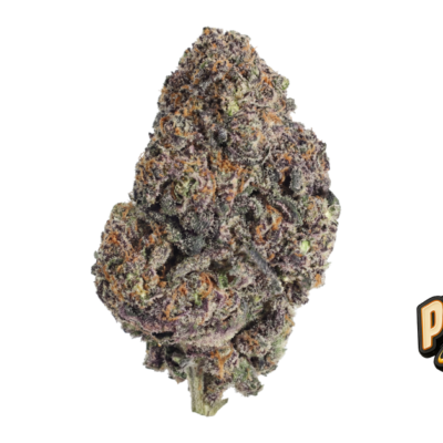 Fast Buds Papayton Hanfsamen