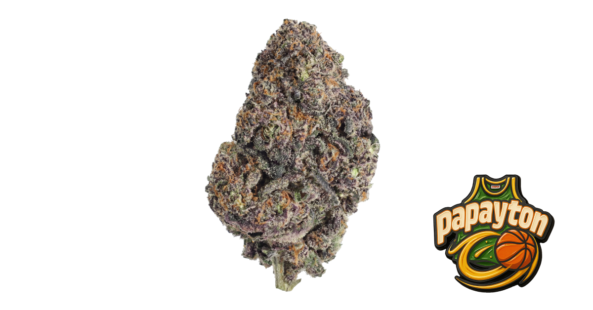 Fast Buds Papayton Hanfsamen