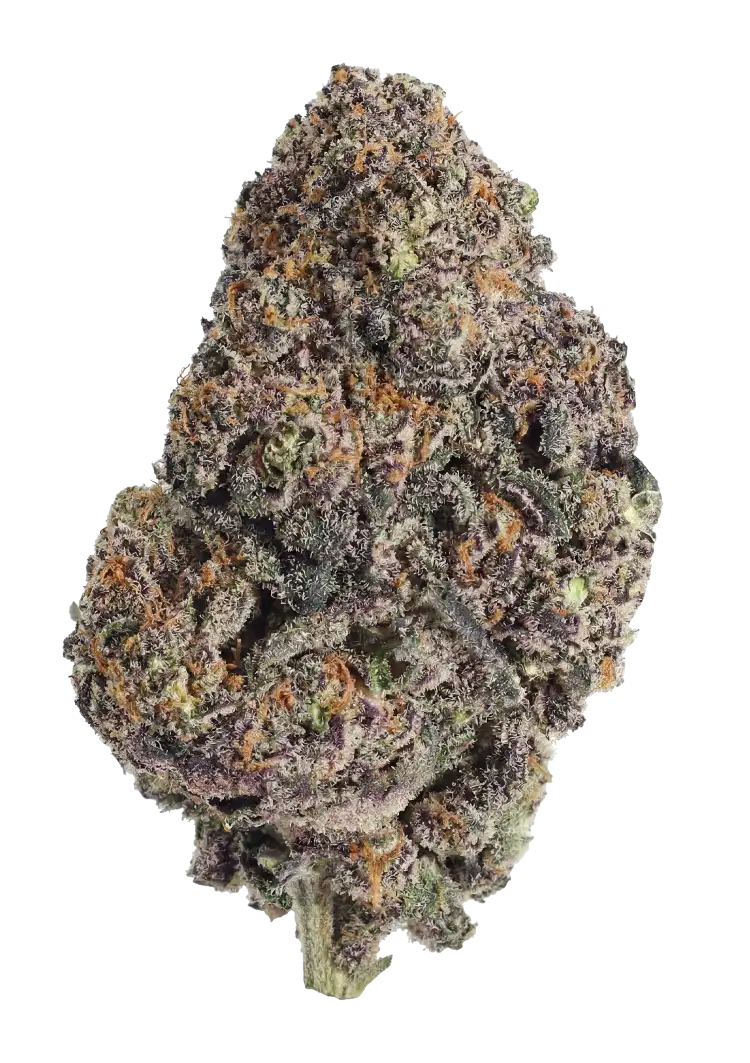 Fast Buds Papayton Hanfsamen – Bild 2