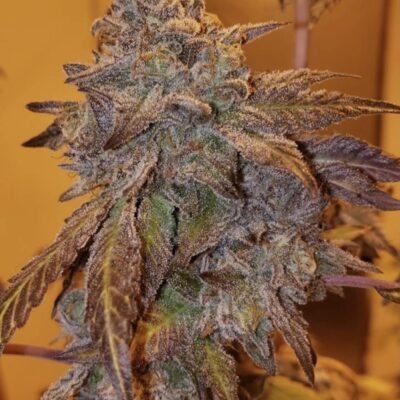 Purple City Genetics Purple #40 feminisiert