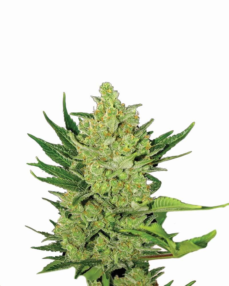 Nirvana Seeds Big Bud Auto feminisiert