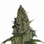 Nirvana Seeds Amnesia feminisiert