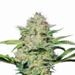 Nirvana Seeds Hindu Kush feminisiert