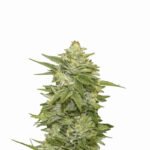 Nirvana Seeds GG-48 Auto feminisiert