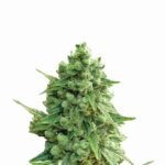 Nirvana Seeds Hawaii Maui Waui Auto feminisiert