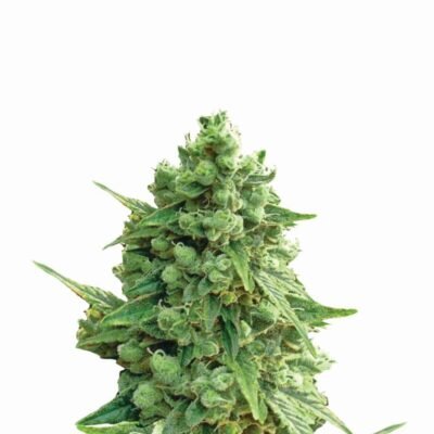 Nirvana Seeds Hawaii Maui Waui Auto feminisiert