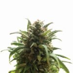 Nirvana Seeds Blue Dream regulär