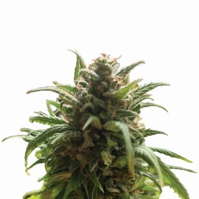 Nirvana Seeds Blue Dream regulär