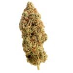 Amsterdam Genetics Amnesia Haze regulär