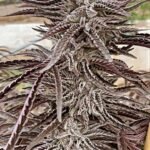 Purple City Genetics Lemon Caramel regulär
