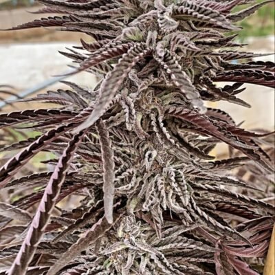 Purple City Genetics Lemon Caramel regulär