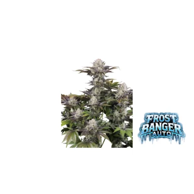 Fast Buds Frostbanger Auto Hanfsamen