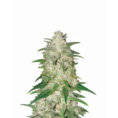 Nirvana Seeds Gelato Auto feminisiert