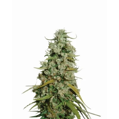 Nirvana Seeds Hawaii Maui Waui feminisiert