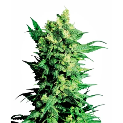 Sensi Seeds Shiva Shanti II regulär