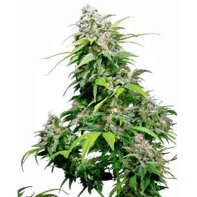 Sensi Seeds Californian Indica regulär