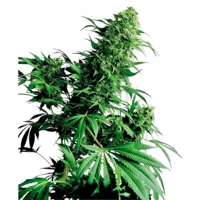Sensi Seeds Shiva Shanti regulär