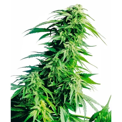 Sensi Seeds Hindu Kush regulär