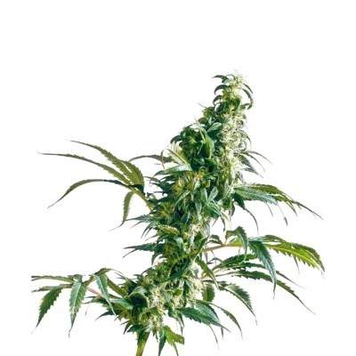 Sensi Seeds Mexican Sativa regulär