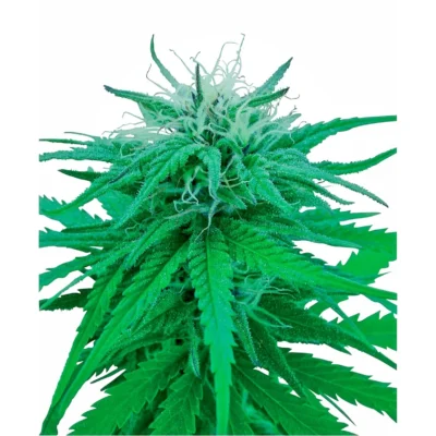 Sensi Seeds Ruderalis Indica regulär