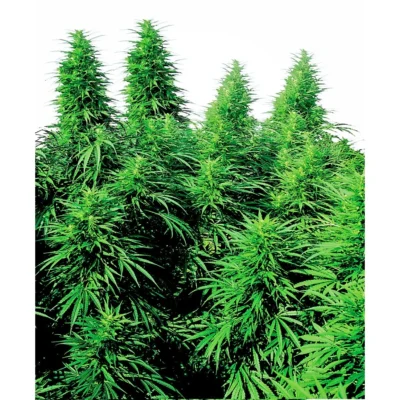 Sensi Seeds Ruderalis Skunk regulär