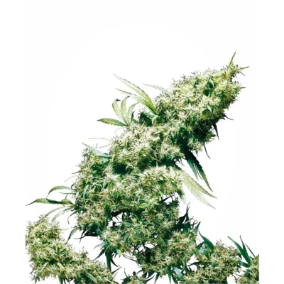 Sensi Seeds Jamaican Pearl regulär
