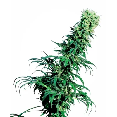 Sensi Seeds Early Pearl regulär