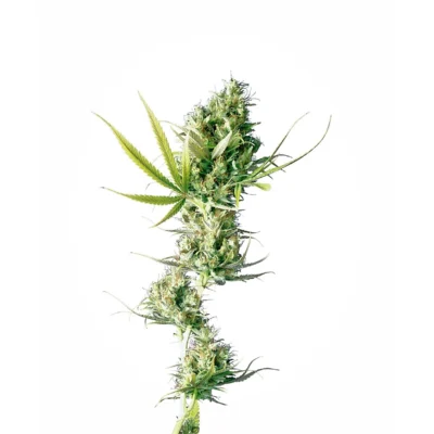 Sensi Seeds Durban regulär