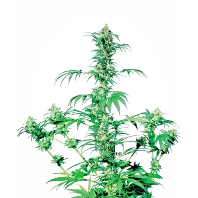 Sensi Seeds Early Girl regulär