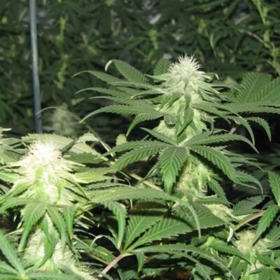 Nirvana Seeds Blackberry feminisiert