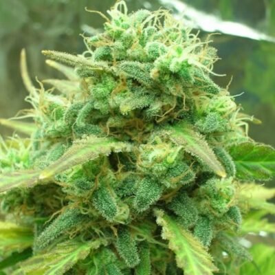 Nirvana Seeds Black Jack feminisiert