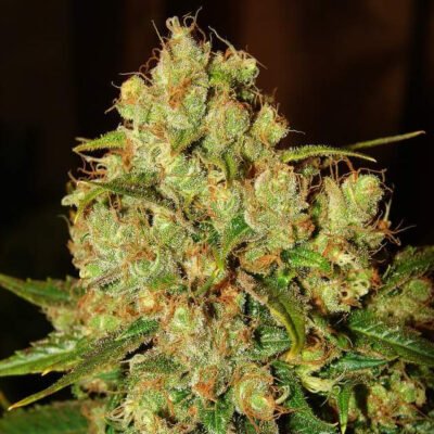 Nirvana Seeds Master Kush feminisiert