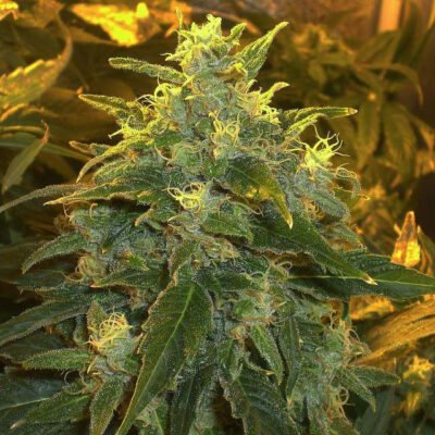 Nirvana Seeds Northern Light feminisiert