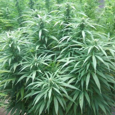 Nirvana Seeds White Rhino feminisiert