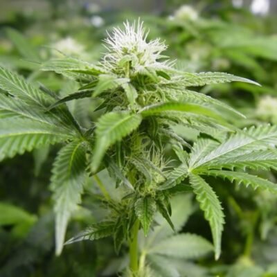Nirvana Seeds White Widow feminisiert