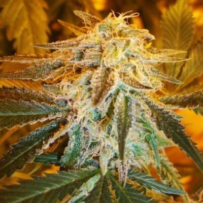 Nirvana Seeds Northern Light Auto feminisiert