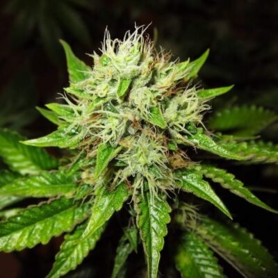 Nirvana Seeds Lithium OG Kush Auto feminisiert