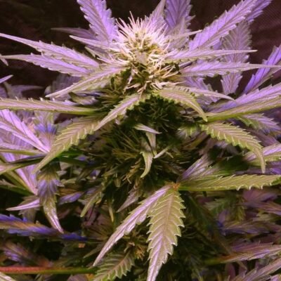 Nirvana Seeds Lemon OG Haze Auto feminisiert
